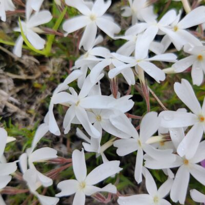 Phlox subulata 'Maischnee' (Aslapu floksis), konteiners P9