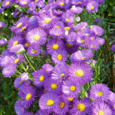 Erigeron speciosus (Krāšņie jānīši), konteiners P11