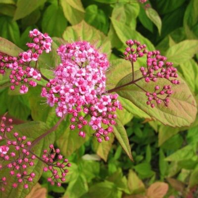 Spiraea japonica 'Macrophylla' (Japānas spireja), konteiners C4