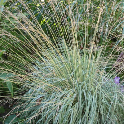 Molinia caerulea 'Variegata' (Zilganā molīnija), konteiners P11