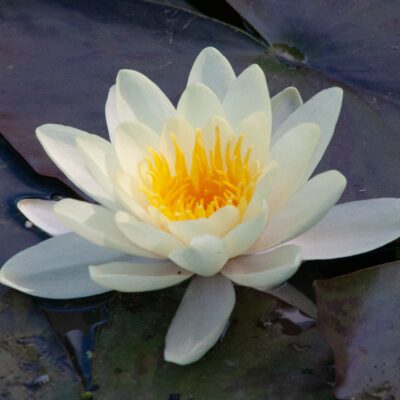 Nymphaea 'Marliacea Albida' (Ūdensroze), konteiners C5