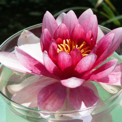 Nymphaea 'Marliacea Carnea' (Ūdensroze), konteiners C5