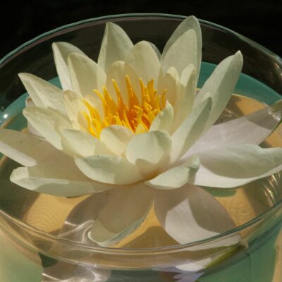 Nymphaea 'Marliacea Chromatella' (Ūdensroze), konteiners C5