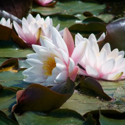Nymphaea 'Marliacea Rosea' (Ūdensroze), konteiners C5