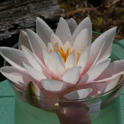 Nymphaea 'Masaniello' (Ūdensroze), konteiners C5