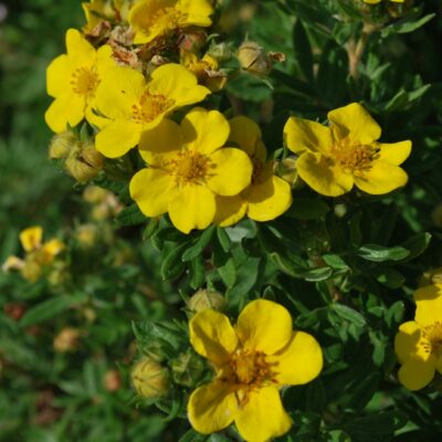 Potentilla fruticosa 'Jackman' (Parastā klinšrozīte), konteiners C3