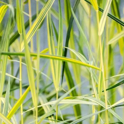 Phragmites australis 'Variegata' (Parastā niedre), konteiners P15