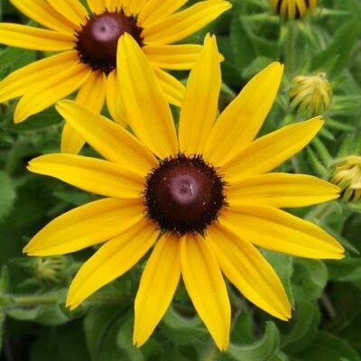 Rudbeckia hirta (Pūkainā rudbekija), konteiners P11