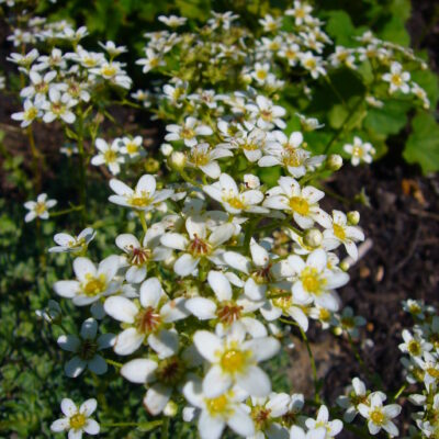 Saxifraga paniculata (Dzīvīgā (skarainā) akmeņlauzīte), konteiners P9