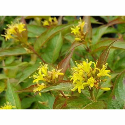 Diervila sessilifolia (Sēdlapu djervila), konteiners C5