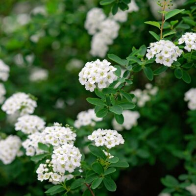 Spiraea nipponica 'Snowmound' (Niponas spireja), konteiners C4