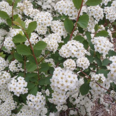 Spiraea vanhouttei (Vanhuta spireja), konteiners C5