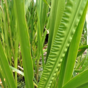 Acourus calamus (Smaržīgā kalme), konteiners P13