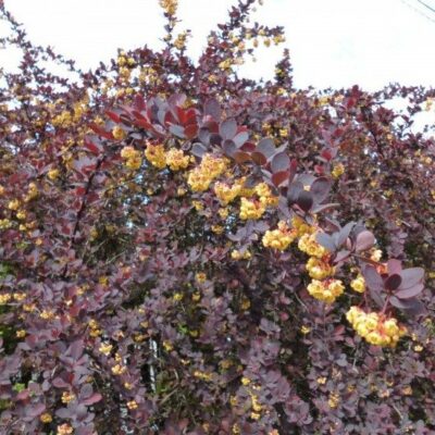 Berberis ottawensis 'Superba' (Otavas bārbele), konteiners C5