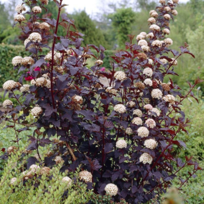 Physocarpus opulifolius 'Diabolo' (Irbeņlapu fizokarps), konteiners C4
