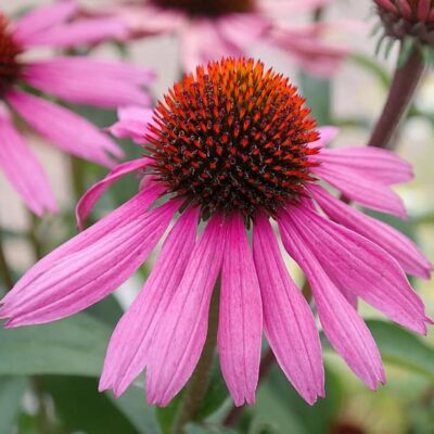 Echinaceae purpurea (Purpura ehinācija), pamatsuga, konteiners P9