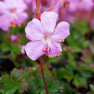 Geranium dalmaticum (Dalmācijas gandrene), konteiners P11