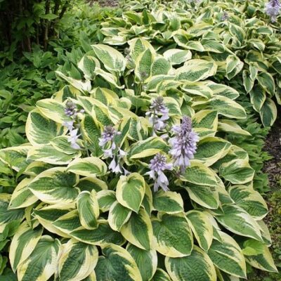 Hosta 'Brim Cup' (Hosta), konteiners P13