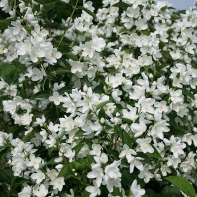Philadelphus 'Baļet Motiļkov' (Filadelfu hibrīdā šķirne), konteiners C5