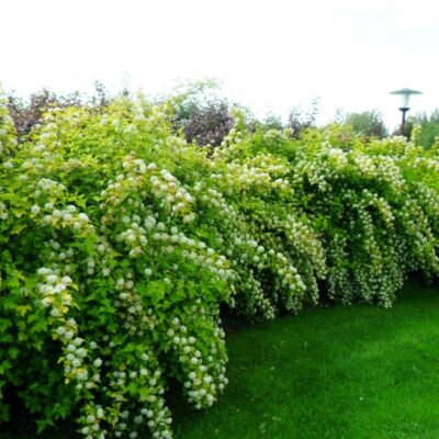 Lapu kokaugi dzīvžogiem