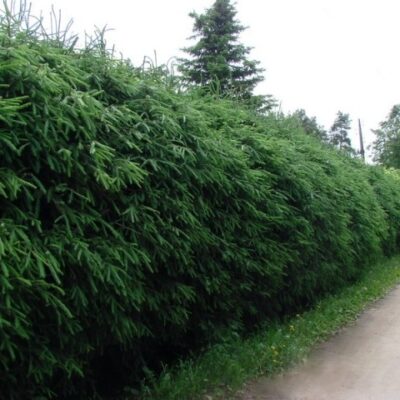 Skuju kokaugi dzīvžogiem