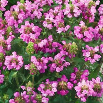 Prunella grandiflora 'Rubra' (Lielziedu zilgalvīte), konteiners P11