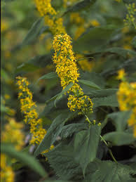 Soldiago flexicaulis (Lokanā zeltslotiņa), konteiners P11