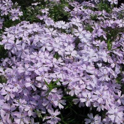 Phlox subulata 'G.F.Wilson' (Aslapu floksis), konteiners P9