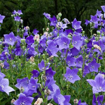 Platycodon grandiflorus (Lielziedu platpulkstenīte), konteiners P11