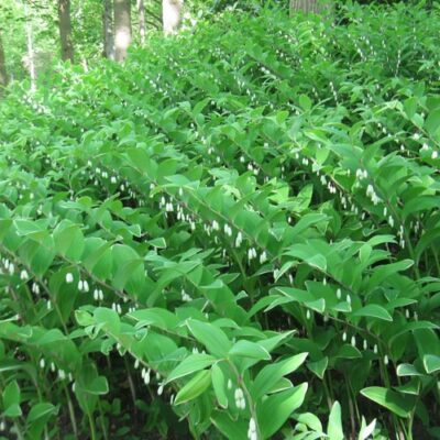 Polygonatum multiflorum (Daudzziedu mugurene), konteiners P15