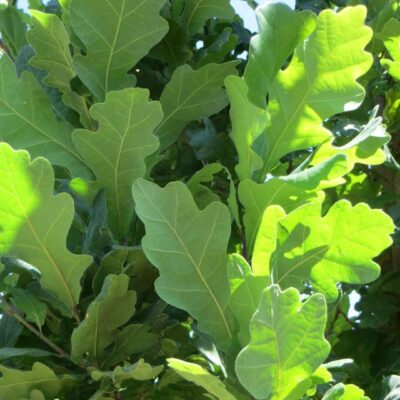 Jaukto materiālu, lapu koku vītne, pieejama vasarā, abpusēja, 1 m