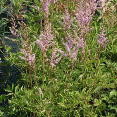 Astilbe Arendsii Hybrida 'Bressingham Beauty' (Ārendsa astilbe), konteiners P11