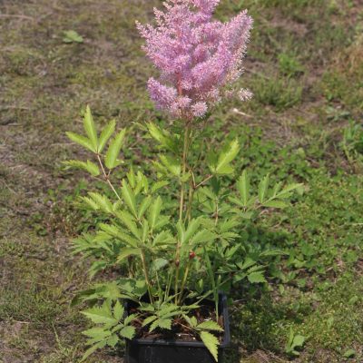 Astilbe Arendsii Hybrida 'Hyazinth' (Ārendsa astilbe), konteiners P11