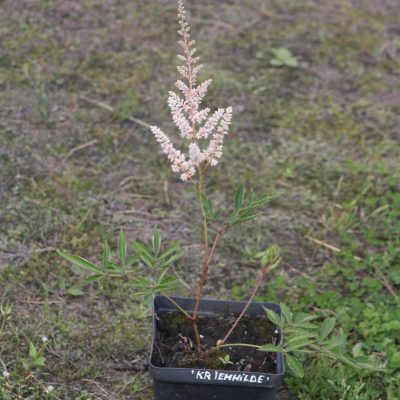 Astilbe Arendsii Hybrida 'Kreimhilde' (Ārendsa astilbe), konteiners P11