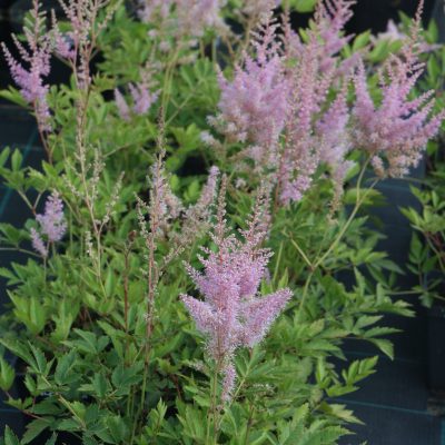 Astilbe x rosea 'Queen Alexandra' (Rožainā astilbe), konteiners P11