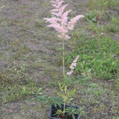 Astilbe Arendsii Hybrida 'Koknese' (Ārendsa astilbe), konteiners P11