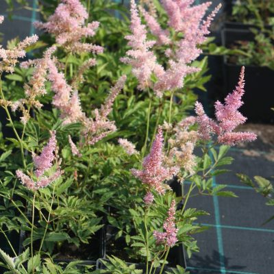 Astilbe Arendsii Hybrida 'Kaibala' (Ārendsa astilbe), konteiners P11