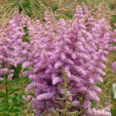 Astilbes un vīgriezes