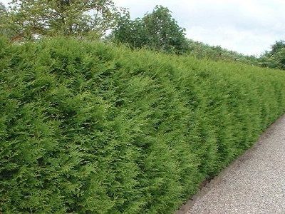 Dzīvžogu cirpšana, apgriešana, 2,5 m - 4 m augstam dzīvžogam, 1 kv.metrs