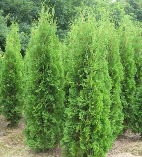 Thuja occidentalis 'Columna' - Rietumu tūja šķ. 'Columna', konteiners P13, 25 cm