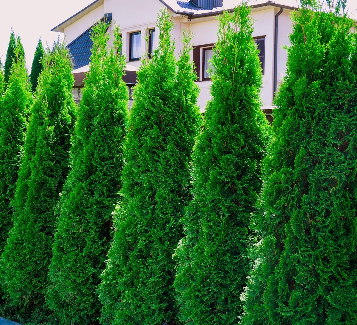 Thuja occidentalis 'Smaragd' - Rietumu tūja šķ. 'Smaragd', konteiners C7, 1 m