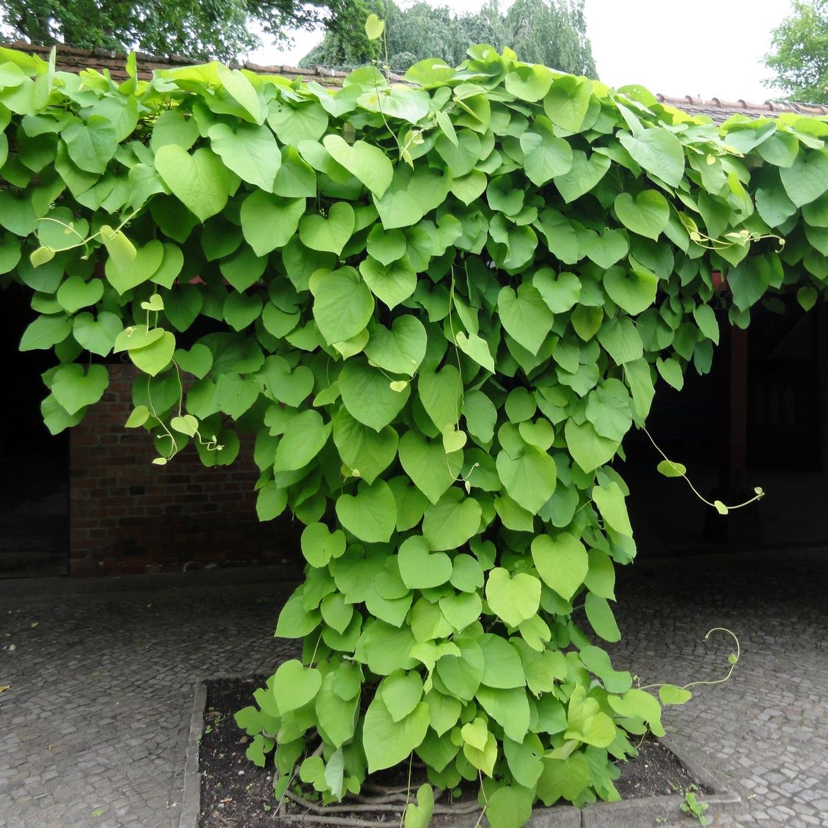 Aristolochia manshuriensis (Mandžūrijas aristolohija), konteinera tips P13