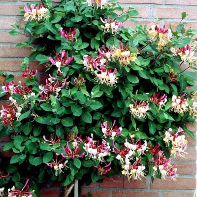 Lonicera periclymenum (Vācijas vīteņsausserdis), konteinera tips P15