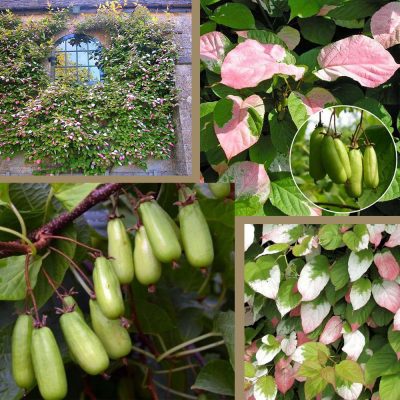 Actinidia kolomikta 'Krupnoplodnaja'; sievišķie augi (Mandžūrijas aktinīdija, šķ.), konteinera tips C2