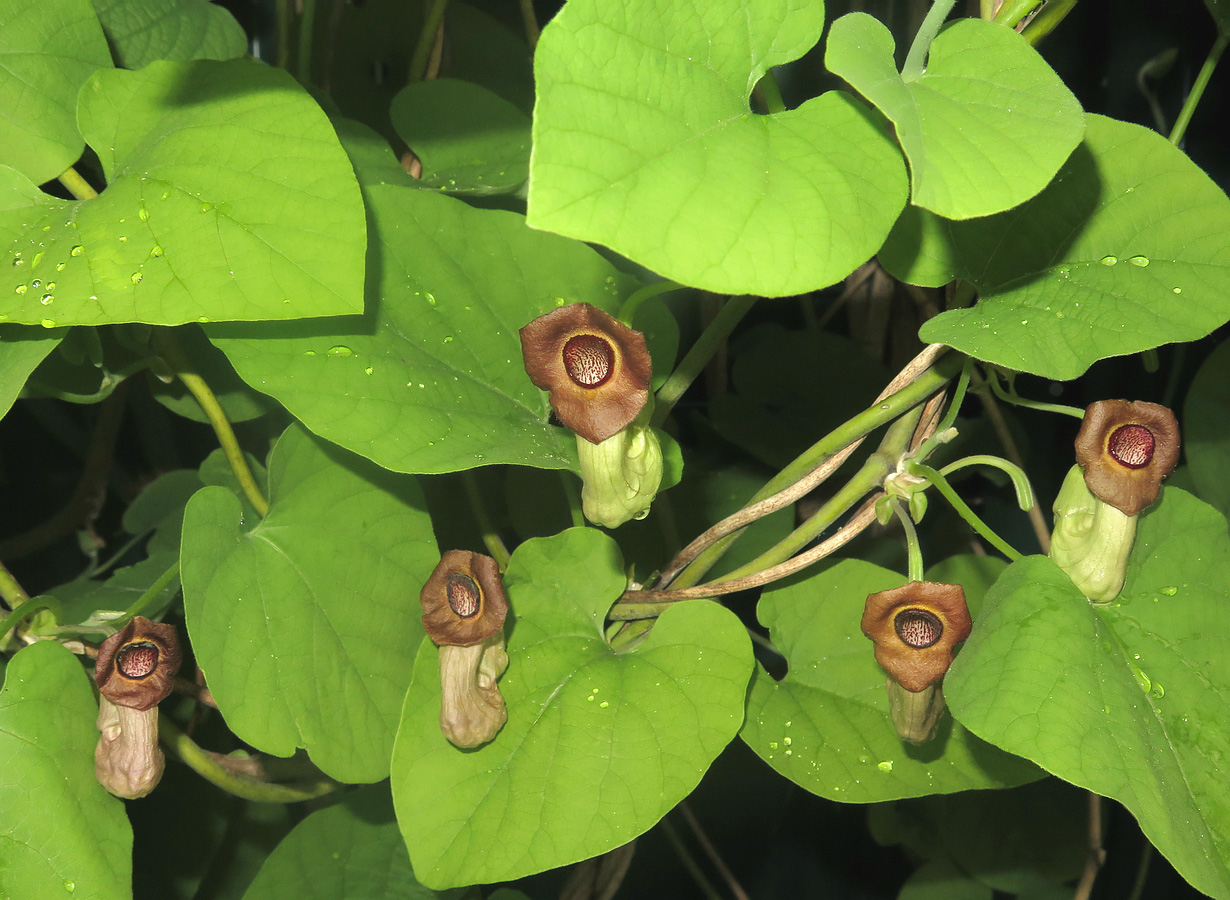 Aristolochia manshuriensis (Mandžūrijas aristolohija), konteinera tips P13 - Image 3