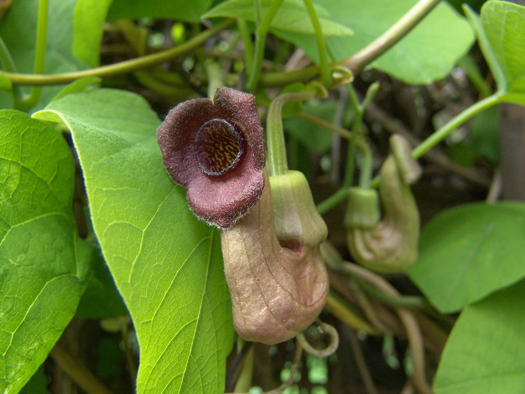 Aristolochia manshuriensis (Mandžūrijas aristolohija), konteinera tips P13 - Image 4