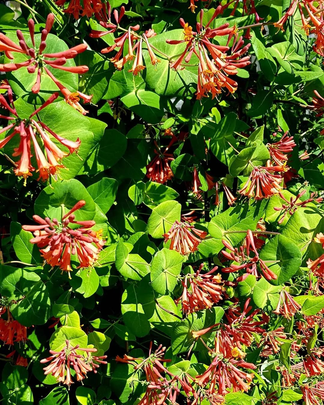 Lonicera x brownii 'Dropmore Scarlet' (Brauna vīteņsausserdis), konteinera tips P13