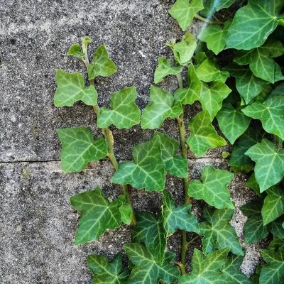 Hedera helix var. Baltica (Baltijas efeja), konteinera tips P11