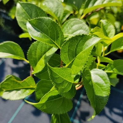 Celastrus orbiculatus 'Diana' (Apaļlapu kokžņaudzējs), konteinera tips P13