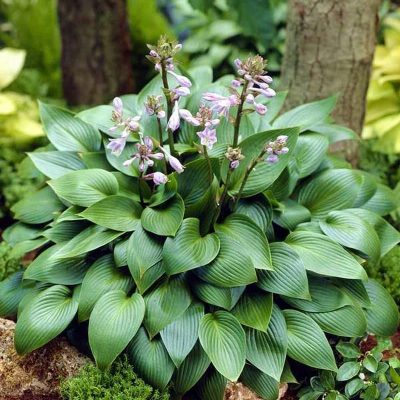 Hostas